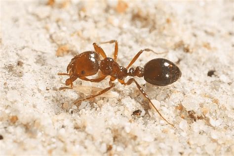 qld fire ant policy